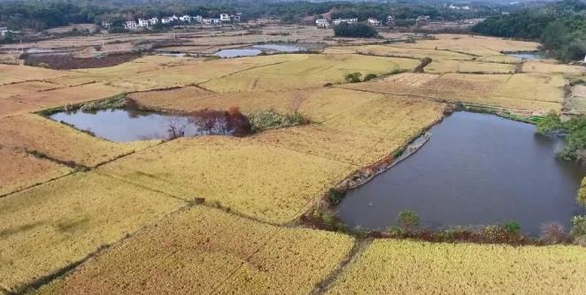 德安：加強(qiáng)濕地候鳥保護(hù) 共建和美生態(tài)家園